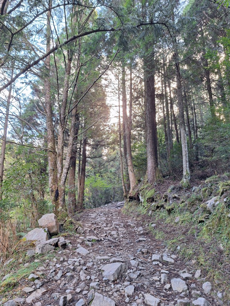 觀霧之榛山O型20241123_2653887