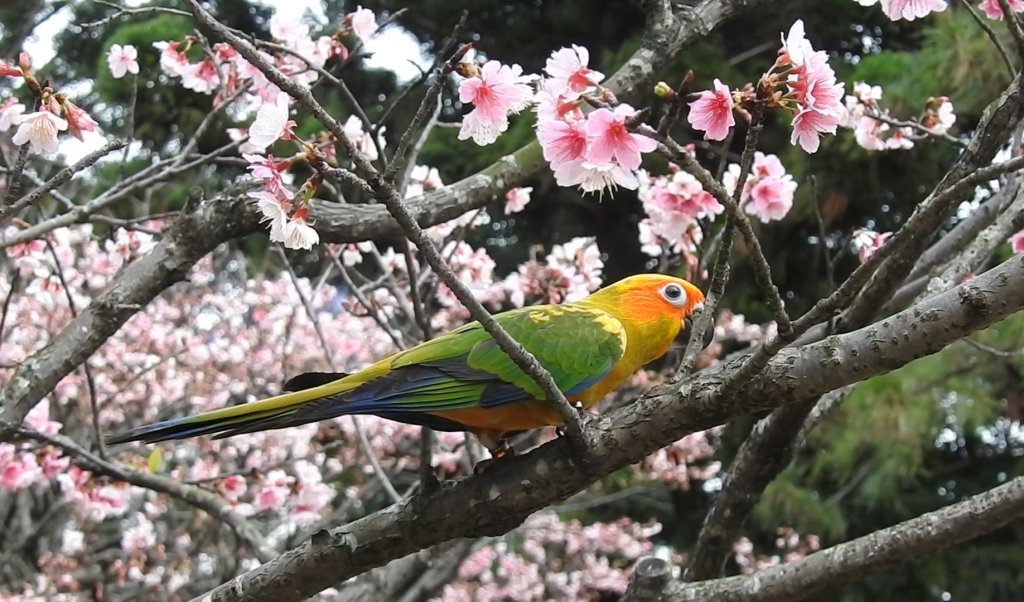 中正紀念堂-花鳥&大屯山雲海（山嵐）2/1封面圖