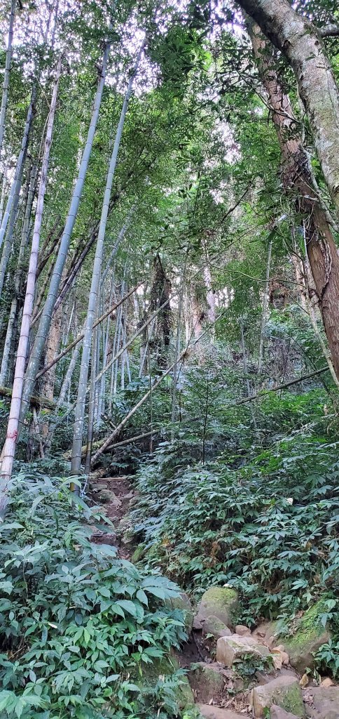 2023-11-25溪頭鳳凰山步道_2360960