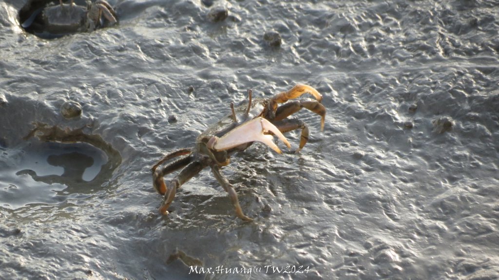 《台中》熱門棧道｜高美野生動物保護區20241005_2615481