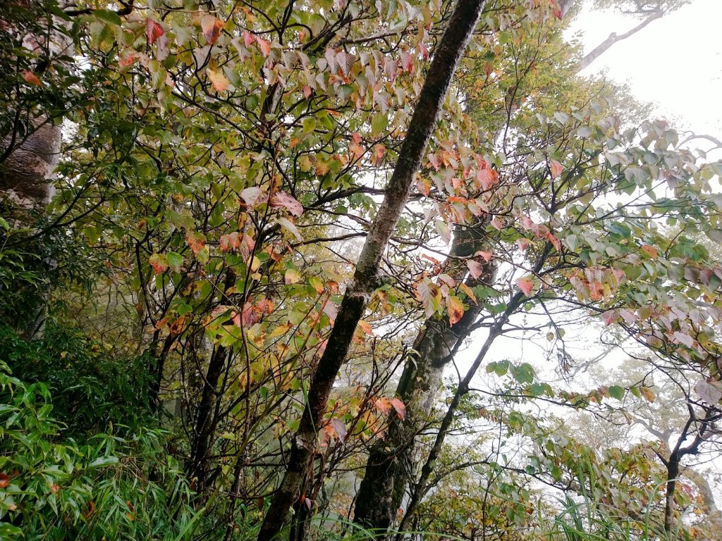 一年一度的饗宴～浪漫金黃之秋山毛櫸_1146005