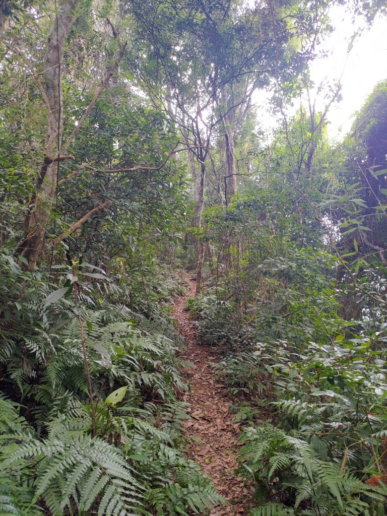 關西赤科山-赤科山南峰-東獅頭山O形_1621516