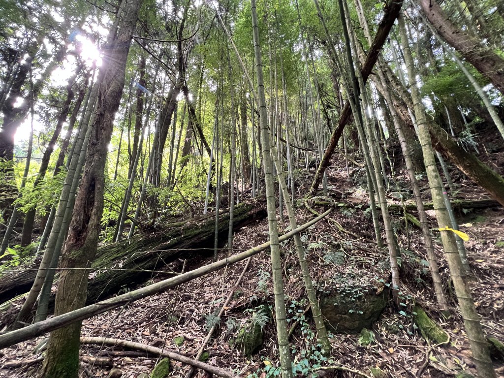 嶺頭山+嶺頭山東峰+金柑樹山西北峰+小百岳#54金柑樹山下忘憂森林_1768138