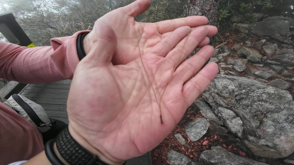 台中 鳶嘴稍來山O繞+稍來神木_2989465