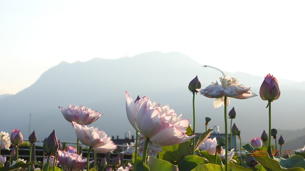 雲山水花鳥蝶 - 天龍國阿伯的日常 7/8&11_1760494