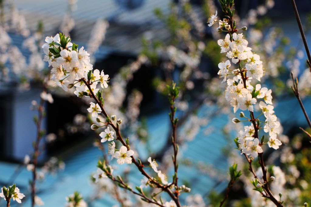 閂山、鈴鳴山 ~ 山巔雲端 , 與美麗山林_307331