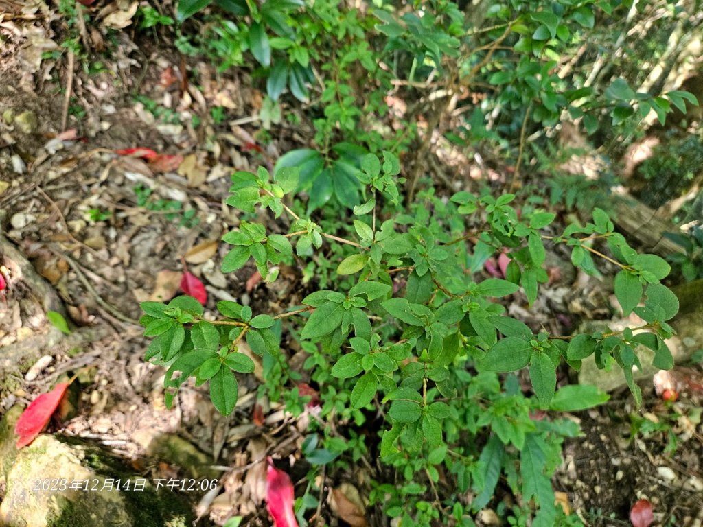 新竹尖石蓮包山+鴛鴦谷鰻潭瀑布O型走_2379122