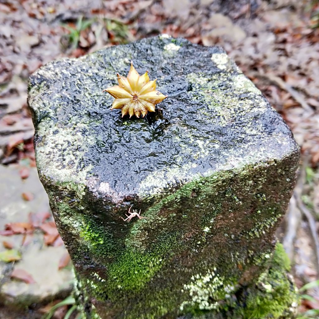 20201025 雲森瀑布，卡保山山毛櫸_1145465