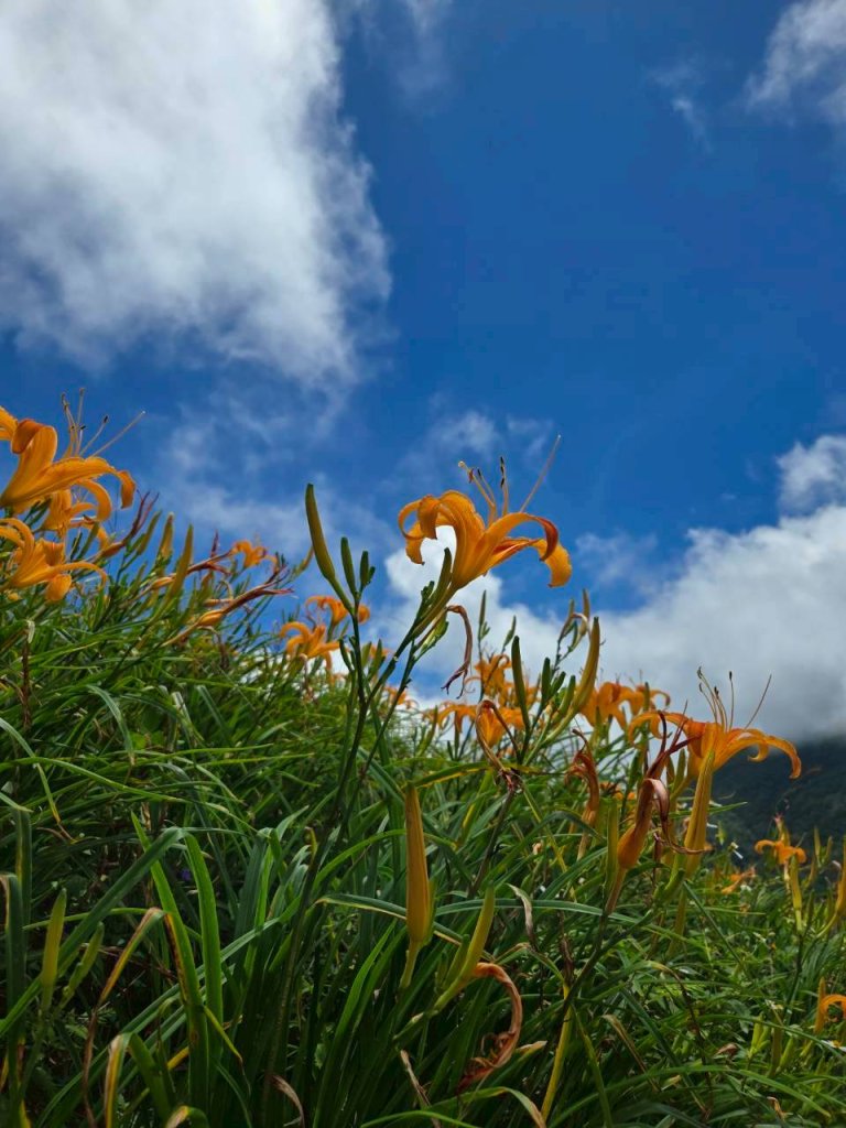 太麻里金針山封面圖