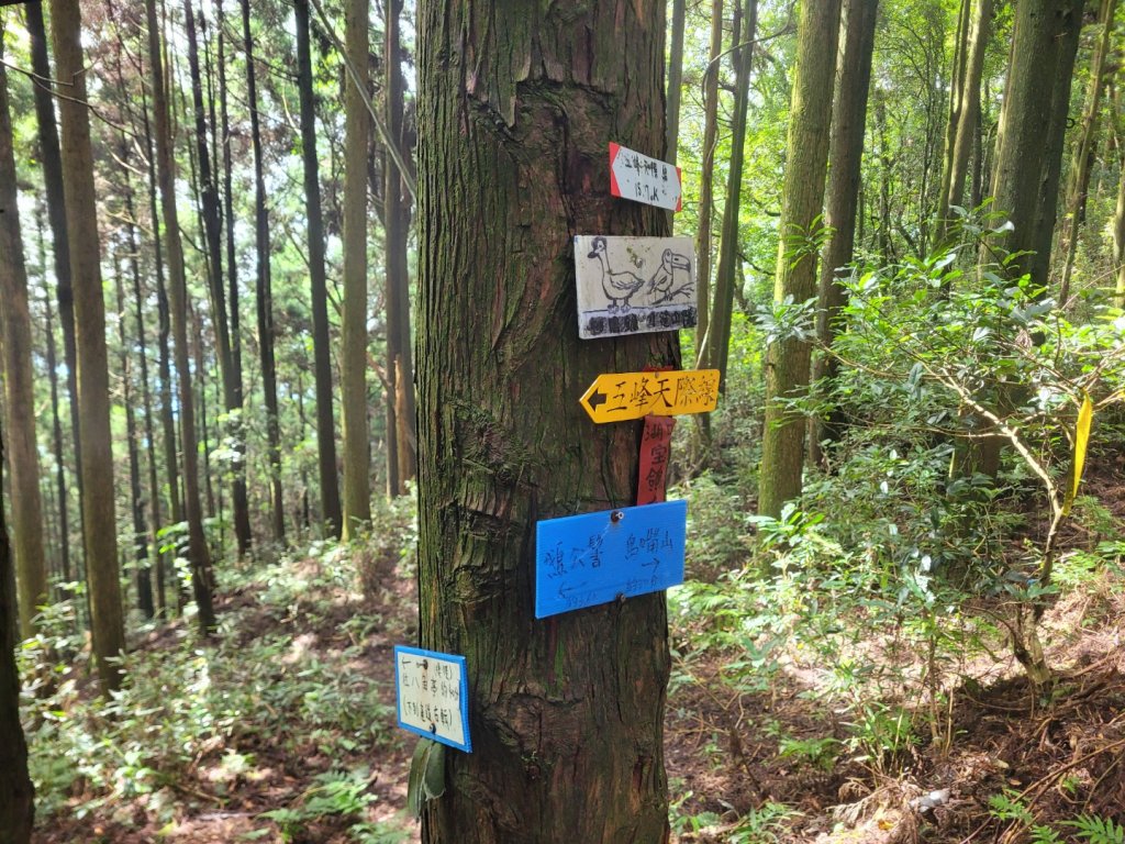 20230702 鵝比鳥大(鵝公髻山、鳥嘴山、大窩山、比林山)_2210401