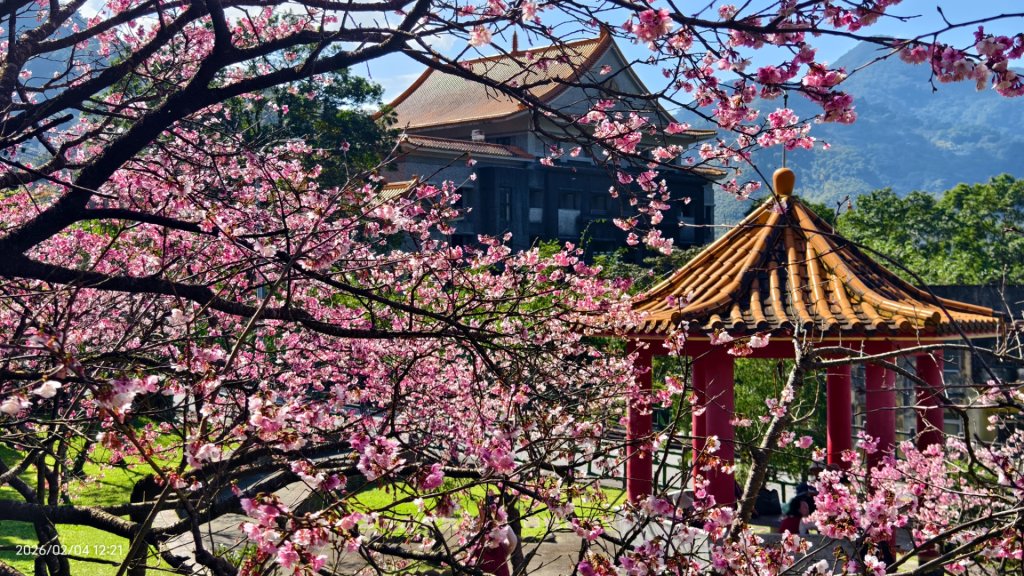 #栗尾椋鳥 #綠繡眼 #東湖樂活公園 #花園新城 #屈尺 #寒櫻 2/4_2992902