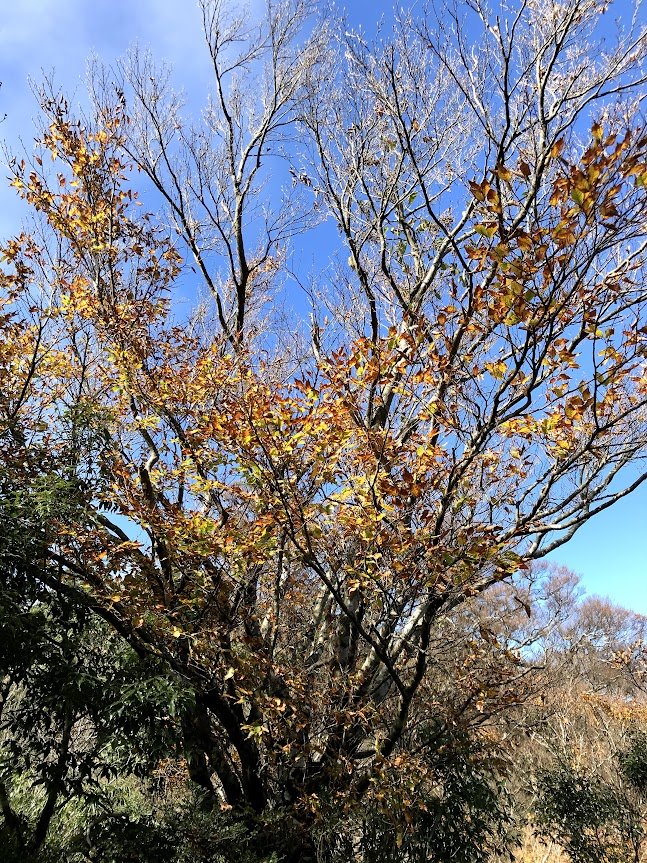 太平山_臺灣山毛櫸國家步道20201118_1968029