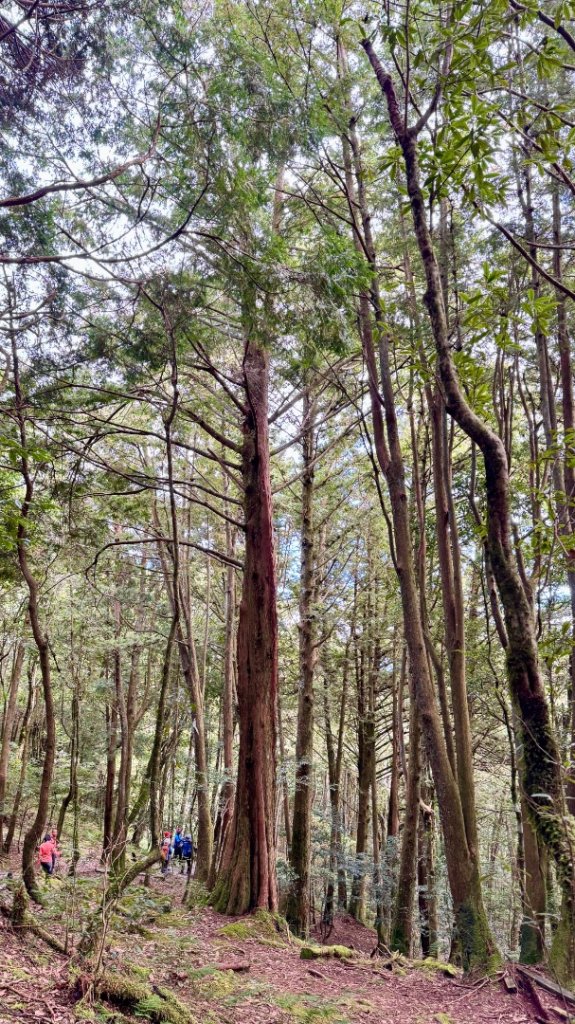 觀霧-檜山巨木群步道_2925556