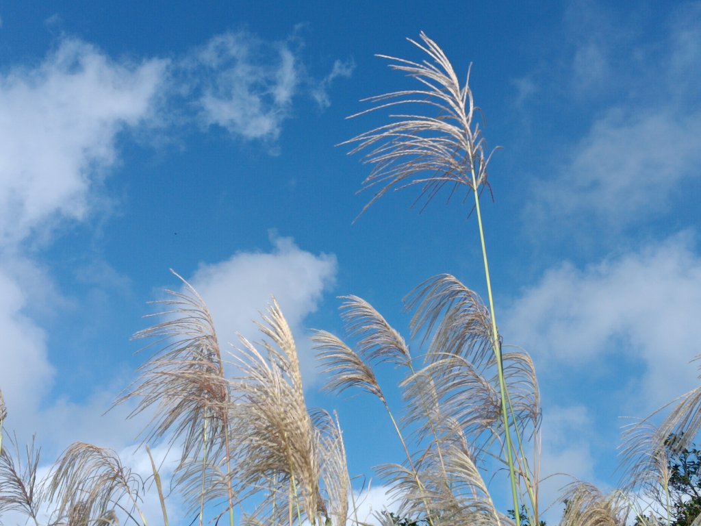 基隆市暖東舊道+頂子寮山+五分山步道(五分山)去回_2946216