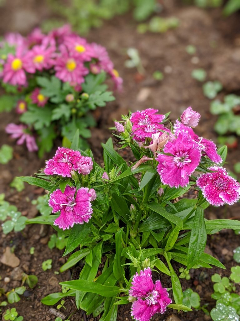 【苗栗-小百岳】即心是佛 獅頭山_819903