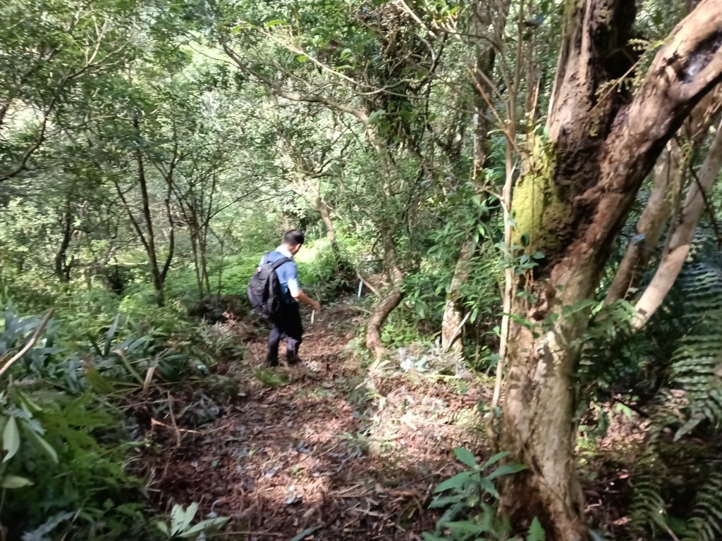 雙溪區中坑古道+大夯瀑布+中坑東山+中坑東山尾稜O型_2921598