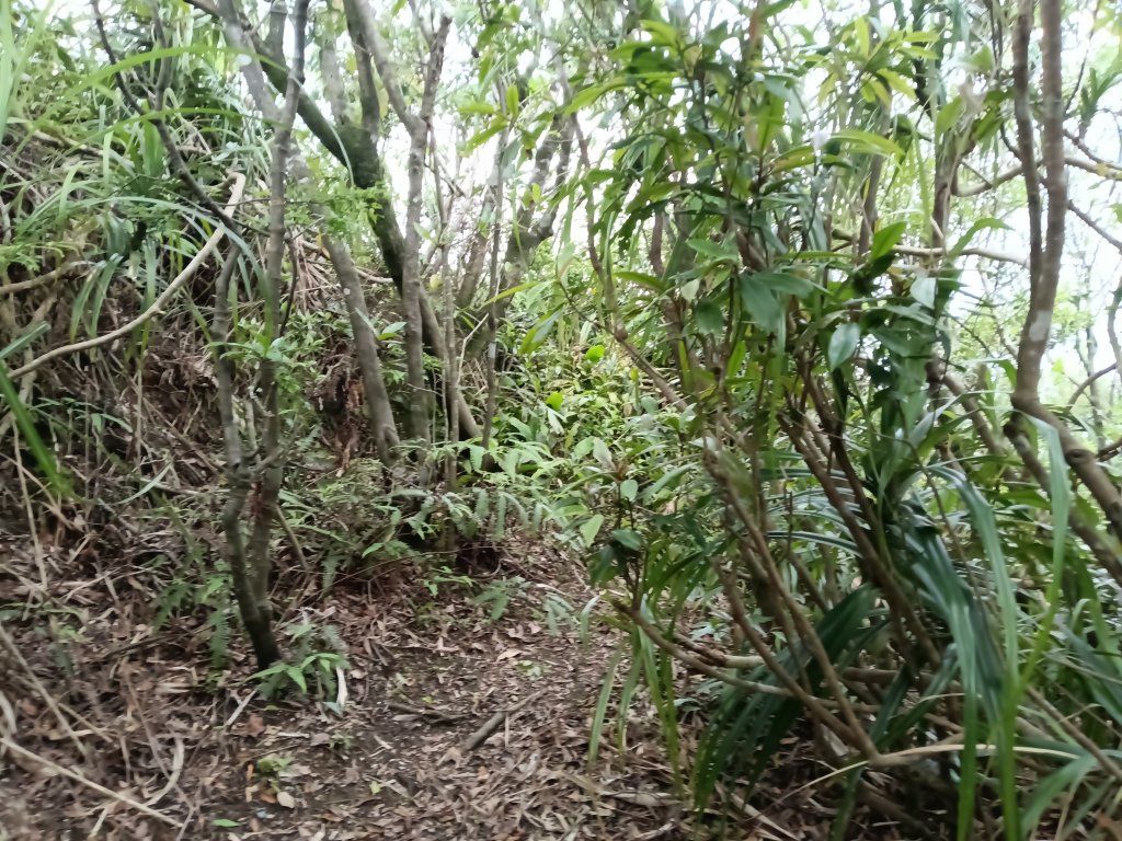 瑞芳區八分寮頂砲台+八分寮頂山+八分寮古道O型_2772418
