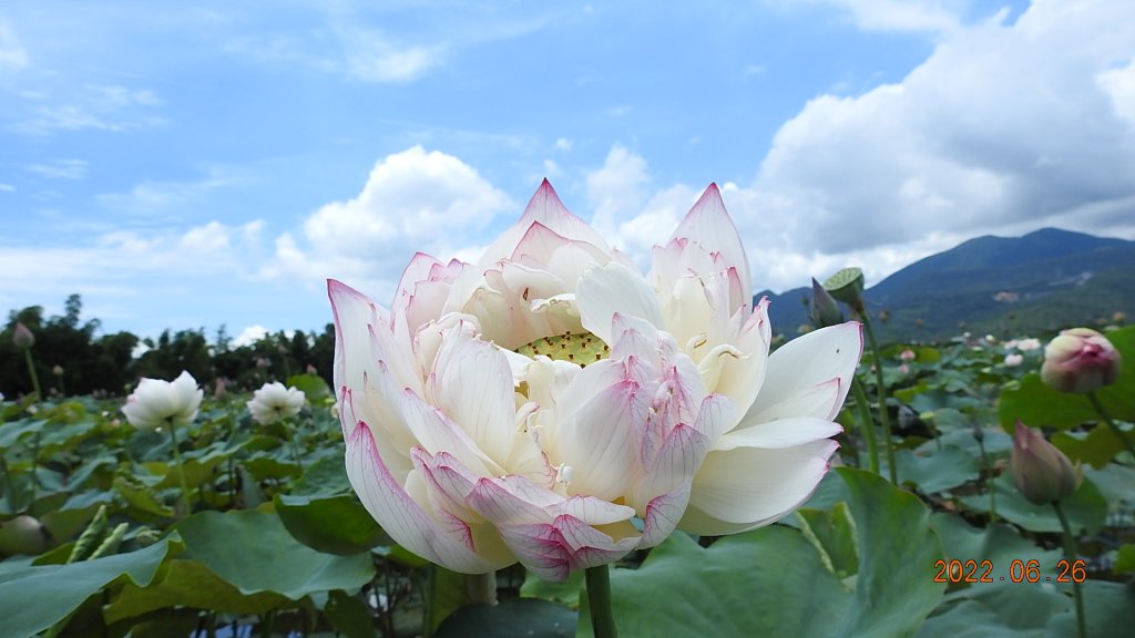 雲山水花鳥蝶-天龍國阿伯的日常6/25&26_1745004