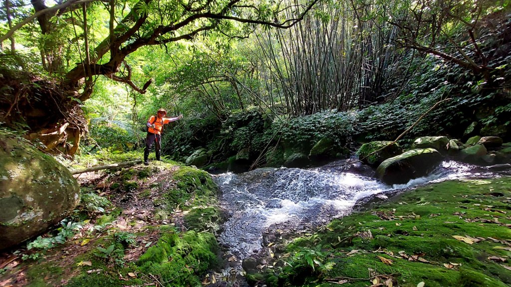 幽林雅徑夢幻古道，綠茵草原牧牛桃花源_1992763