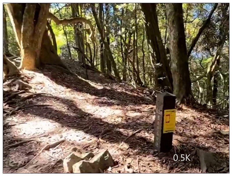 屋我尾山 北登山口 (大雪山林道31.3K)_2985519