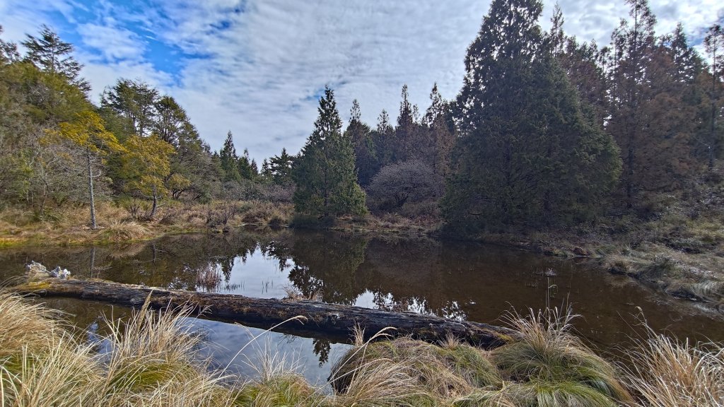 仙女散落的珍珠封面圖