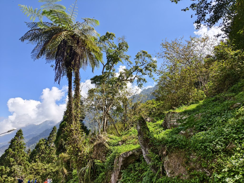 [百山百鳥尋旅-05/15] 2025_0830 溪頭賞鳥步道_銀杏步道_2875499