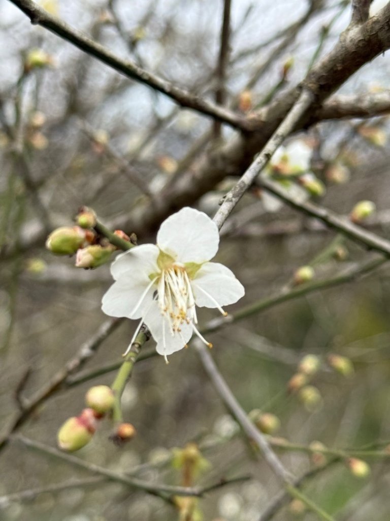 青潭越嶺政大-賞梅花🌸安坑🐦嘴四秀_2691685