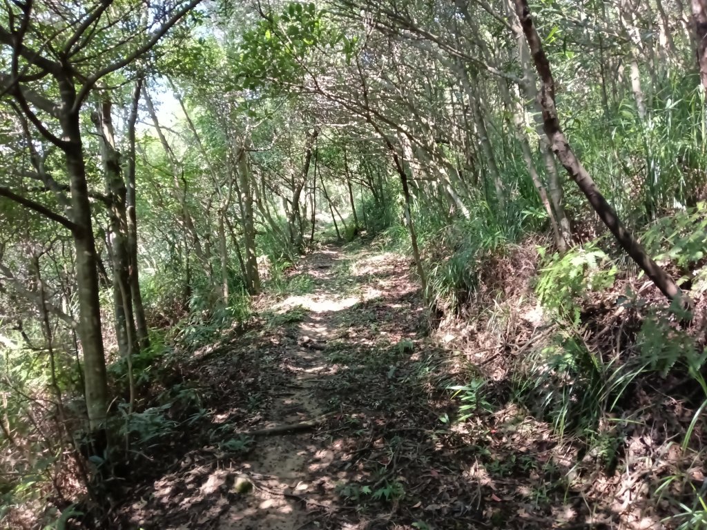 內湖區大丘田保甲路+開眼山+白石湖山+白石湖山東峰+大邱田山+消防山O型_2858876