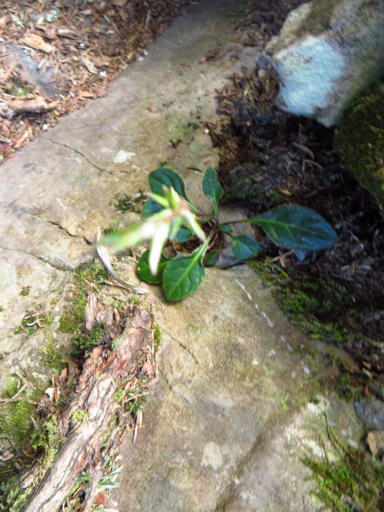 武陵四秀(2015四缺喀_2019喀桃)_689597