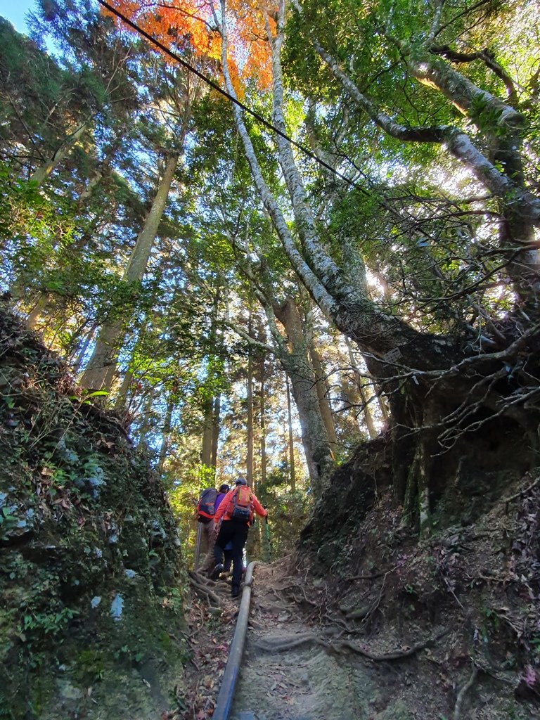 【苗栗南庄】加里山-大坪路線_1246693