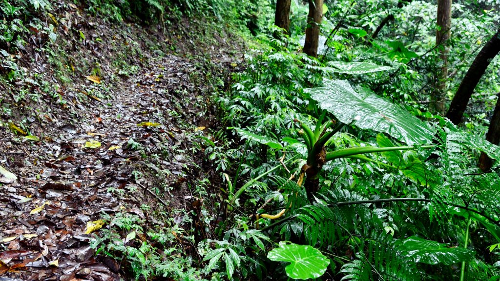淡蘭古道中路（闊瀨崩山坑環線）_989144