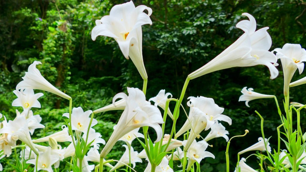 白石湖沒有百合花。晶片關稅_2781538