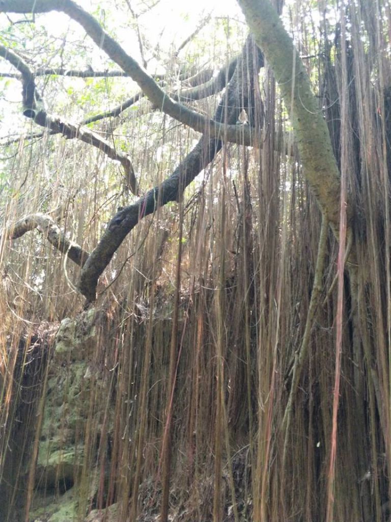 柴山步道(北柴山)_335122