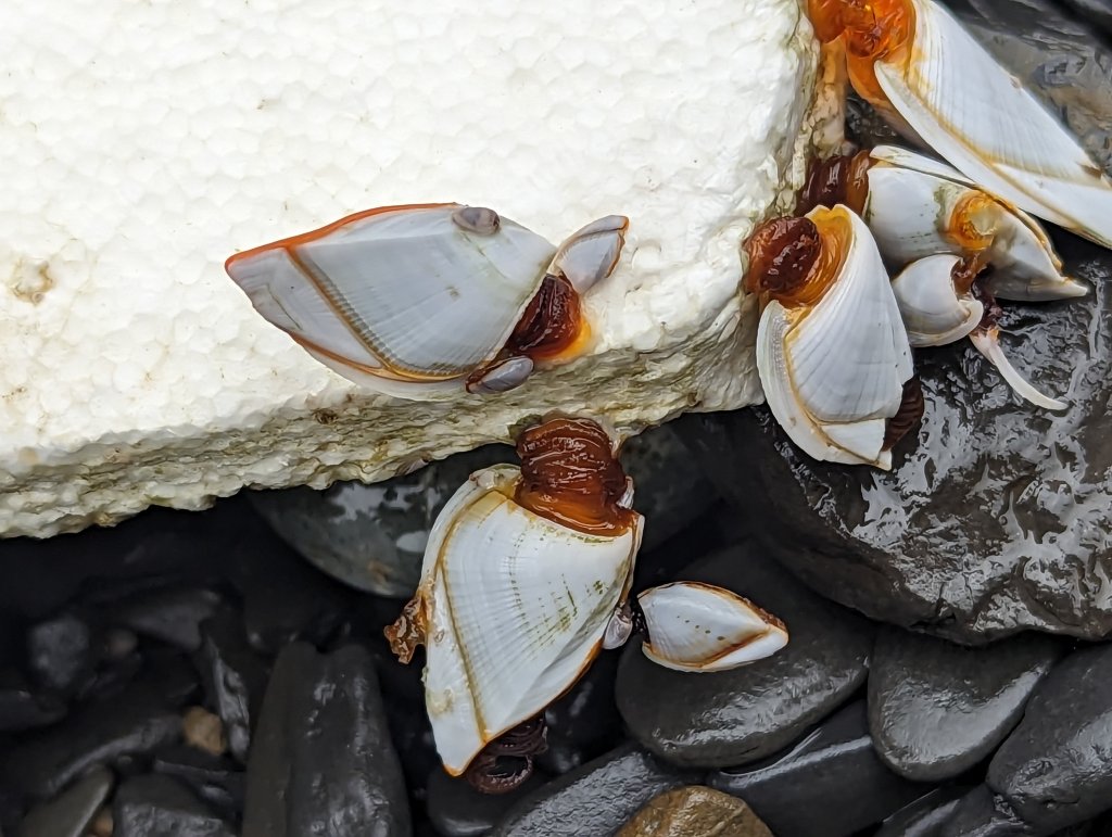 【百大必訪步道】阿朗壹古道(琅嶠‧卑南道)_1990719