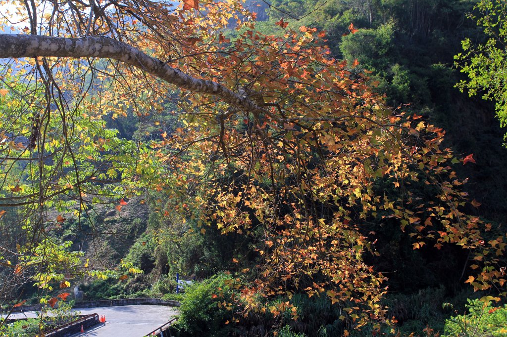 【南投~信義 】牛稠坑賞梅_1254922