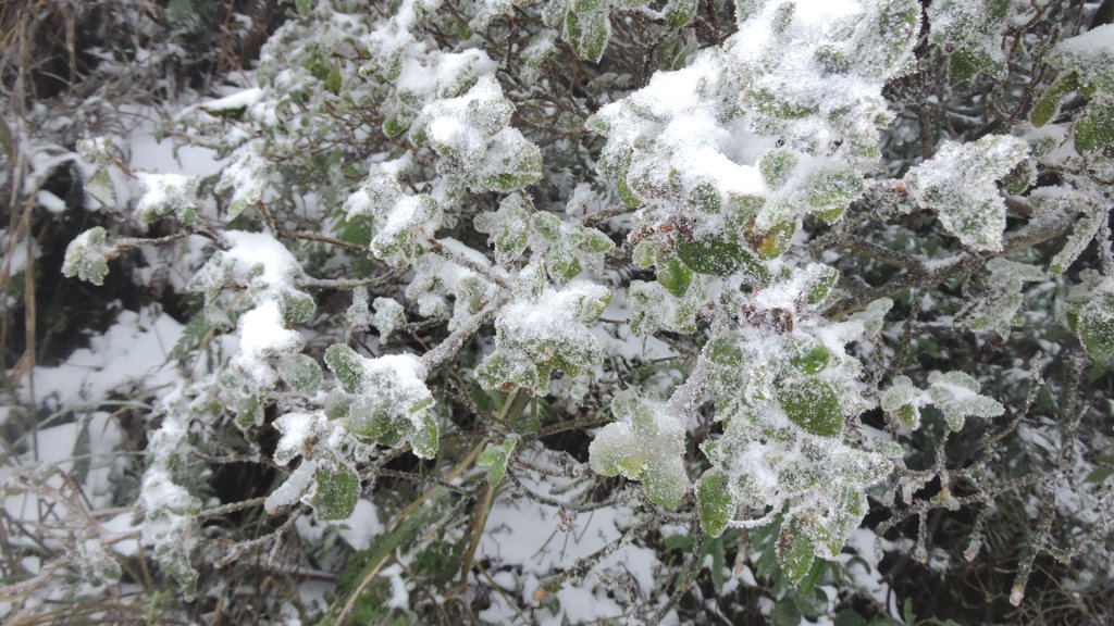 台北後花園下雪了 ！_1232117