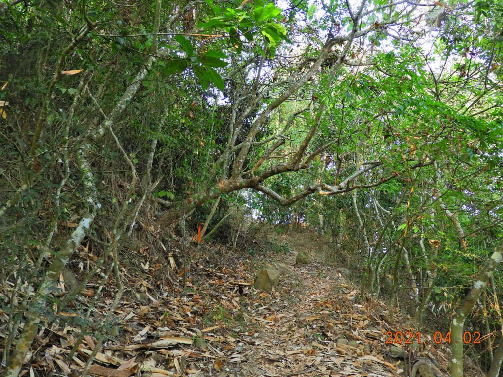 臺南 玉井 糖子恩山_1330801