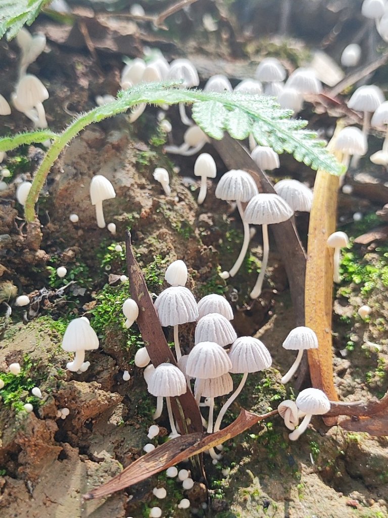 後花園散散步_2855170