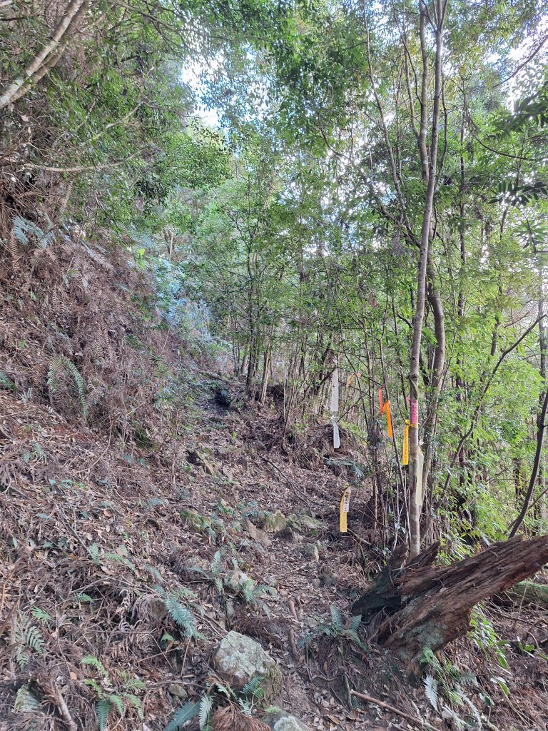 盡尾山20251225_2971988