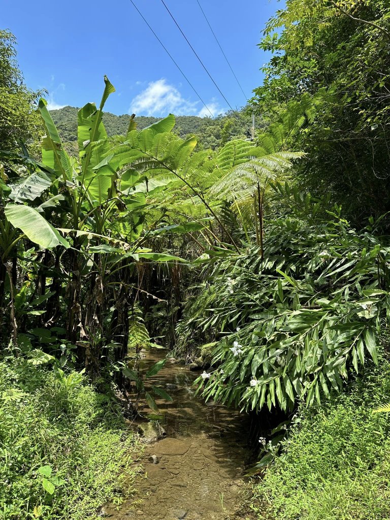 20230813東勢格越嶺步道_2249108