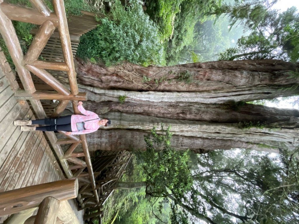 石山引水道 鹿林神木_1808955