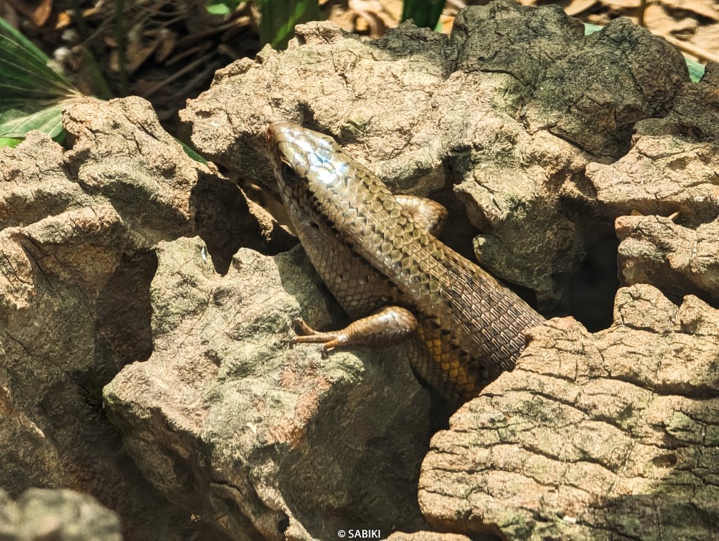 【高雄鼓山】高雄南柴山 - 壽山動物園健行_2026359