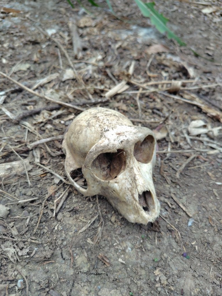 大棟山系南段 水利古道西口 上 竹高崙山 連走 鳥子嶺 坑仔內山 大崖山 下 龍目井農場封面圖