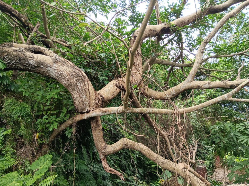 微笑山線和美山螢火蟲段_2986177