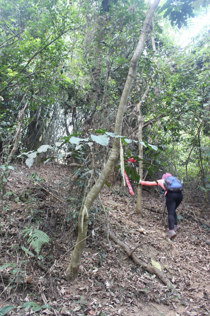 20230429高雄月茶縱走_2138518