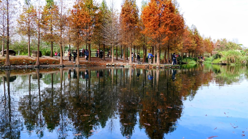 月眉落羽松影_2685478