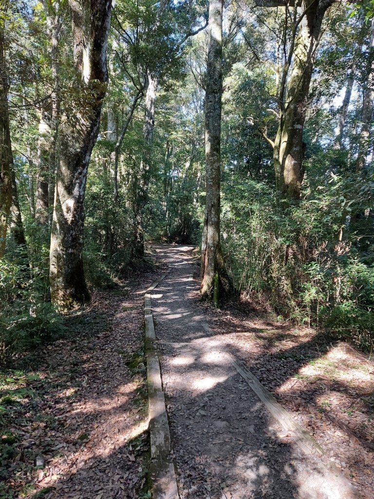 特富野古道全程、拉拉喀斯神木_1197524