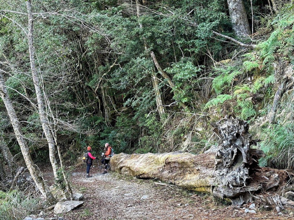 大雪山 烏石坑山 船型山 O繞_2036148