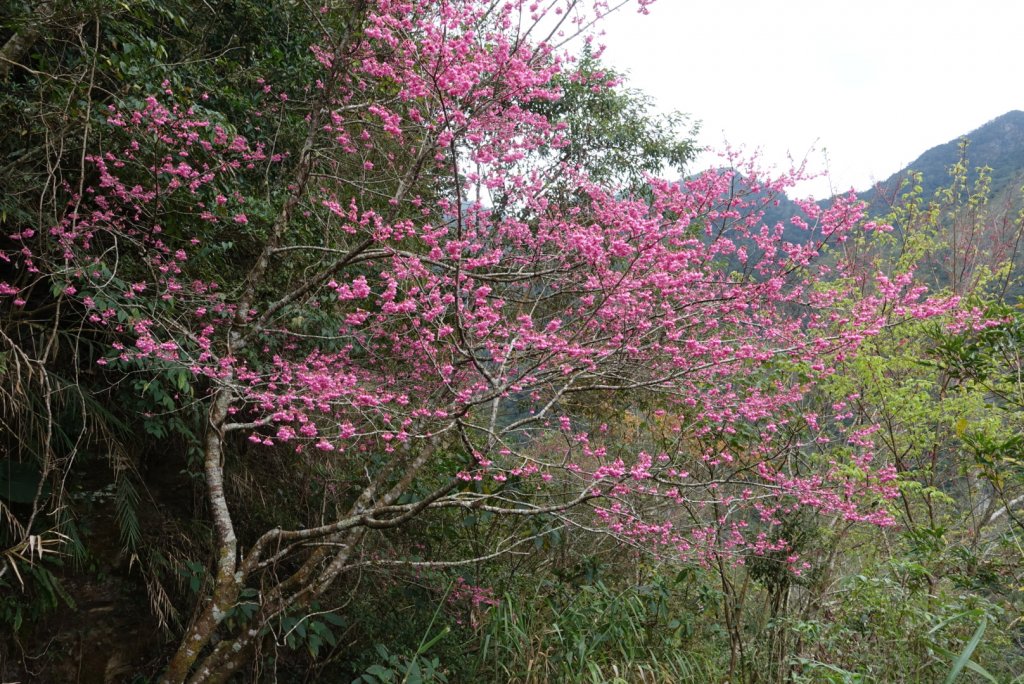小鬼湖林道上亞泥迪山_1276733