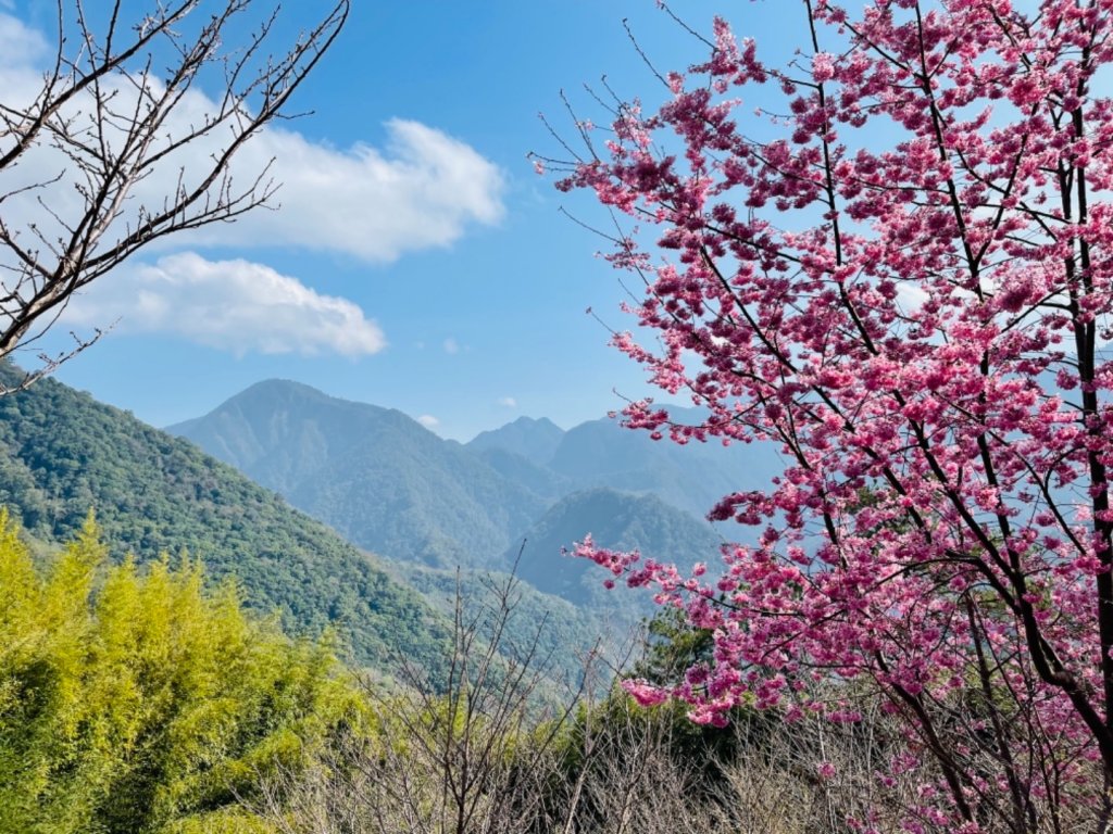 1100219司馬庫斯櫻花_1277689